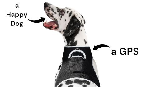 Realtime App Wireless Pet Security GSM GPS Dog Tracking Collars Device Size:XXL