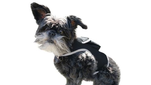 Realtime GSM GPS Pet Tracker Small Wireless Tracking Collars for Dogs Size:L