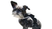 GPS Pet Mobile Locator Waterproof Collar Mount Cat/Dog Tracking Device Size:L