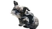 Easy to Use Mini Cell Phone GPS Pet Track Dog Cat Collar Mount Locator Size:M
