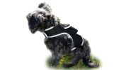 Collar Mini Cat Dog Tracking Chip Pet Locator Rechargeable GPS Tracker Size:XXL