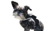 Portable Waterproof Collar GSM GPRS GPS Tracking Chip for Dogs w/ App Size:XS