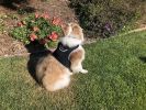 Wide Area Coverage GSM GPS Tracking for Dogs Waterproof Collar Tracker Size:S