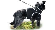 Portable Waterproof Realtime GSM Tracker with GPS for Dog Collar Mount Size:M