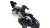 GPS Dog Collar Pet Locating Device GSM GPRS Realtime Tracking System Size:L