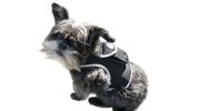 Portable Waterproof Collar GSM GPRS GPS Tracking Chip for Dogs w/ App Size:XS